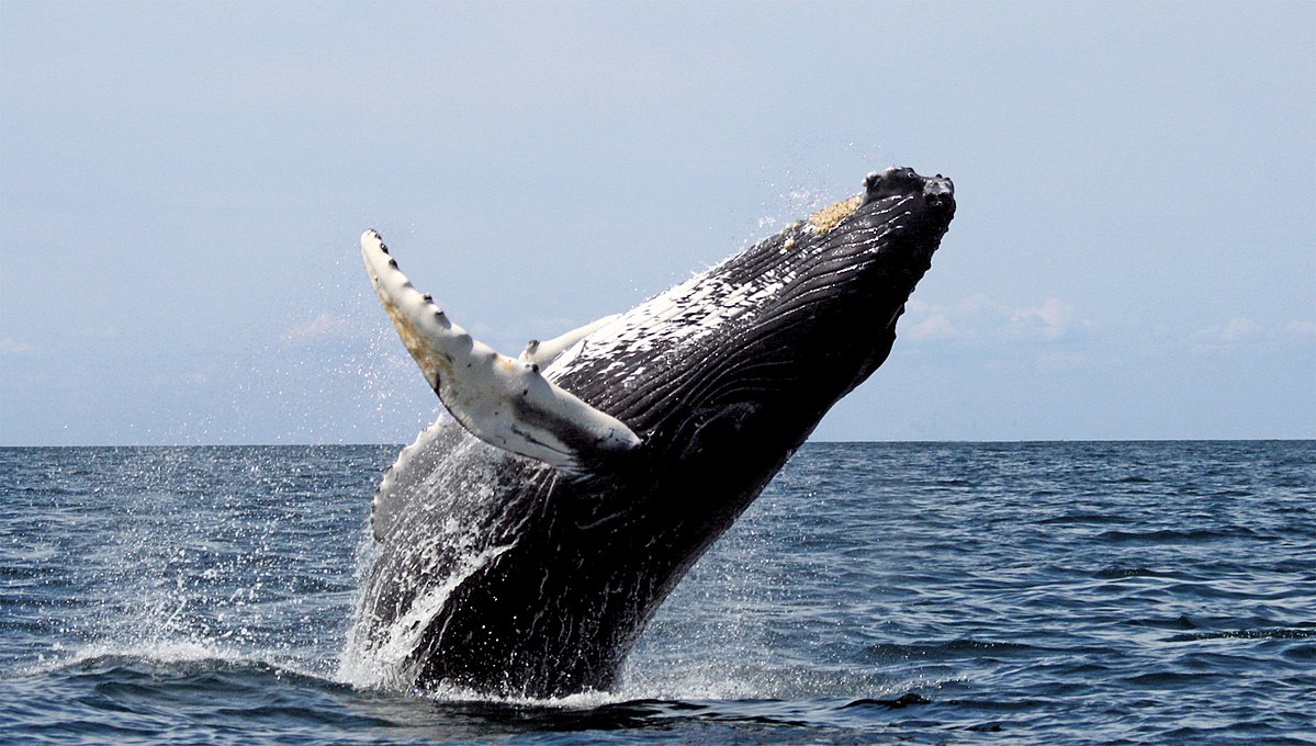 ballena-1